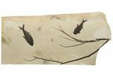 Tall Fossil Fish & Branch Plate - Spectacular Wall Display #224608-1